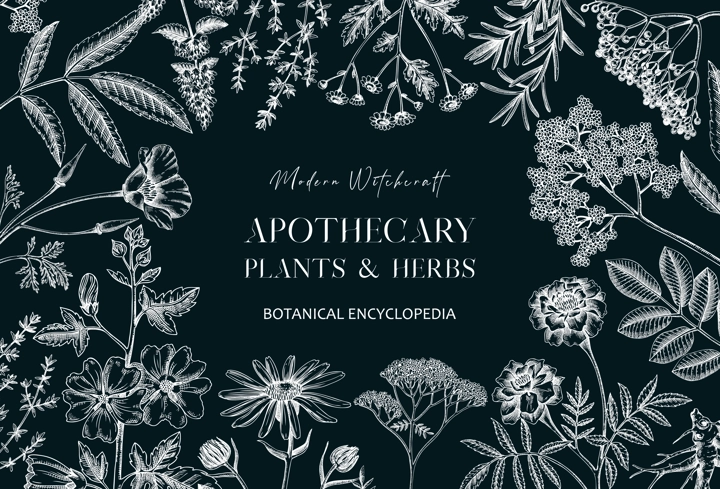 Apothecary plant banner design. Witchcraft background on chalkboard. Herbal remedies, medicinal plants, witch herbs hand-drawn vector illustration. Vinatge card template. NOT AI genereted
